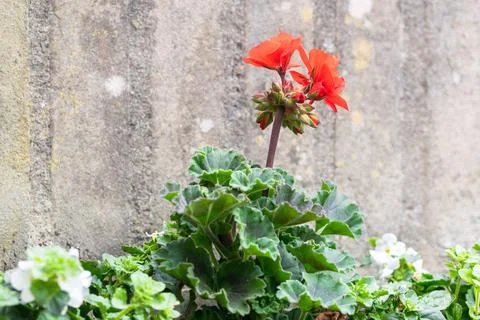 Red Flowered Pelargonium Stock Photos