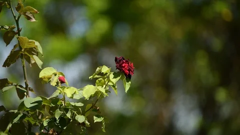 Red flowered rose plant close up still shoot Stock Footage 111389632