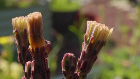 Red Flowered Wild Lettuce Close Up Stock Footage 340322970