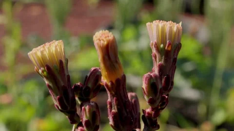 Red Flowered Wild Lettuce Starting To Bloom On Sunny Day Stock Footage 340323120