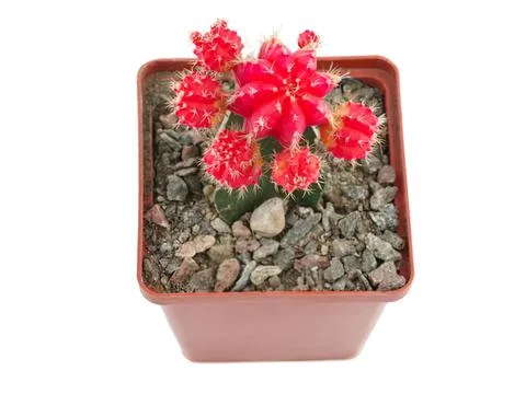 Red flowering cactus in a square pot on soil Stock Photos