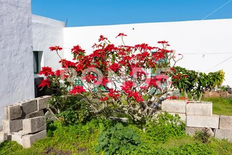 Red Flowering Christmas star, Euphorbia pulcherrima, Lanzarote, Canary Island Stock Photos