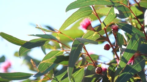 Red flowering eucalyptus gum tree swaying in breeze. Australian native plant. 動画素材 111001636