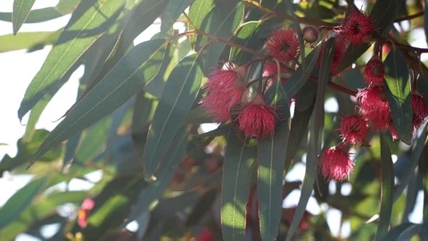 Red flowering eucalyptus gum tree swaying in breeze. Australian native plant. 動画素材 111001914
