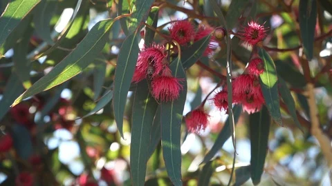 Red flowering eucalyptus gum tree with honey Bee collecting pollen. Stock Footage 111002046