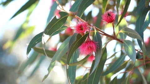 Red flowering eucalyptus gum tree with honey Bee collecting pollen. Stock Footage 111002396