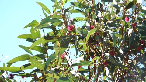 Red flowering eucalyptus gum tree swaying in breeze on blue sky background. Stock Footage 111002901