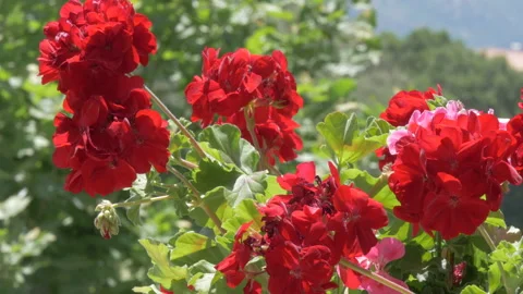 Red flowering geraniums - 4K Stock Footage 150826453