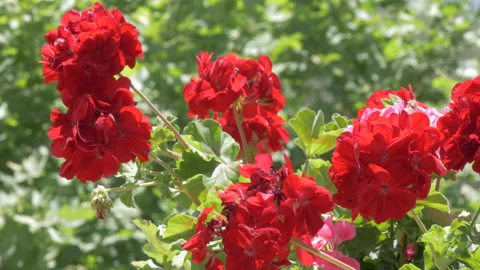 Red flowering geraniums  - close up Stock Footage 150825187
