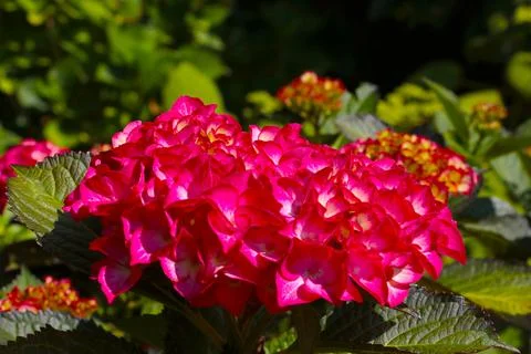 Red flowering hydrangea in the park in the spring. The background of nature. Stock Photos