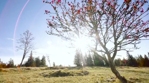 Red Flowering Tree Standing on Top The Hill Surrounded With Spruce Forest. Stock Footage 210777062
