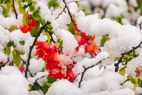 Red flowering of a tree under spring snow Stock Photos