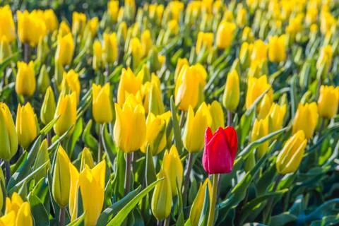 Red flowering tulip bloom between a large flower bed with only yellow tulips Stock Photos