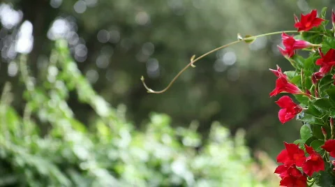 Red flowering vine Stock Footage 810210