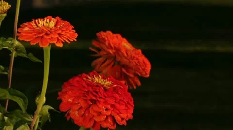 Red Flowers 037755 Stock Footage 12170213