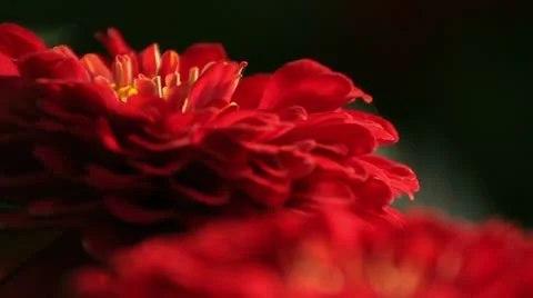 Red Flowers 037774 Stock Footage 12170210