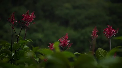 Red flowers 10 Stock Footage 155494585