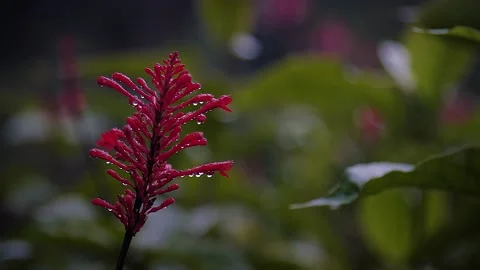 Red flowers 11 Stock Footage 155494603