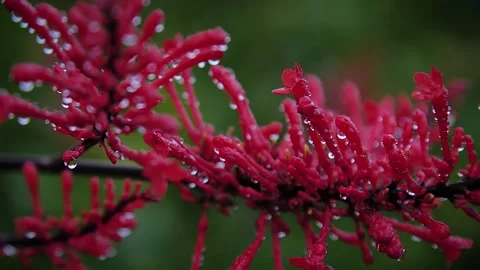 Red flowers 12 Stock Footage 155494606