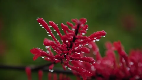Red flowers 13 Stock Footage 155494604