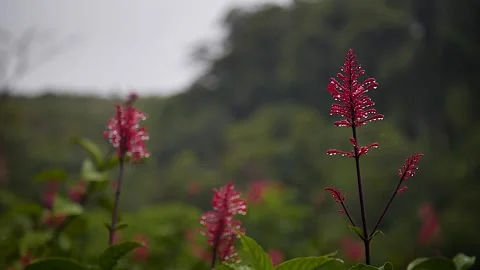 Red flowers 6 Stock Footage 155494540