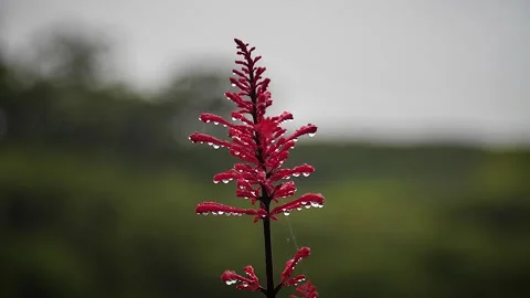 Red flowers 7 Video stock 155494552