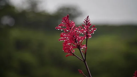 Red flowers 8 Stock Footage 155494576