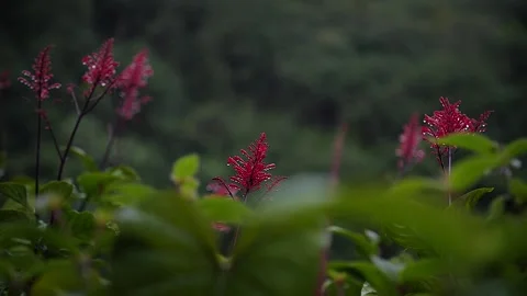 Red flowers 9 Stock Footage 155494586