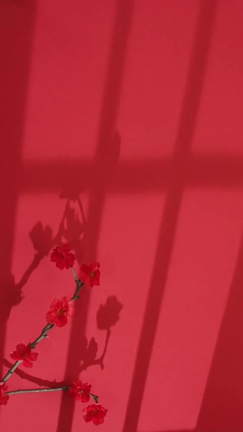 Red flowers against red wall with moving window shadows Stock Footage 331773119