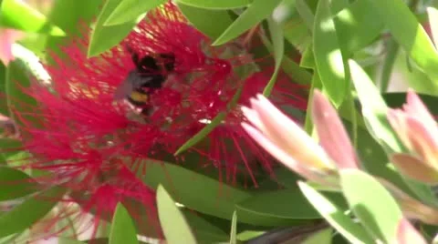 Red Flowers and a Bee Video stock 10850505