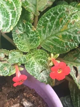 Red Flowers and Patterned Leave dis Stock Photos