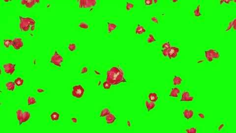 Red flowers and petals falling on green screen Video stock 331766302