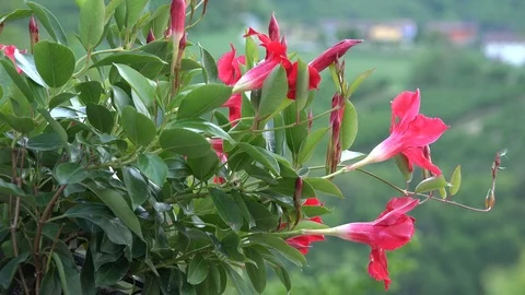 Red flowers and soft background Stock-Footage 90310771