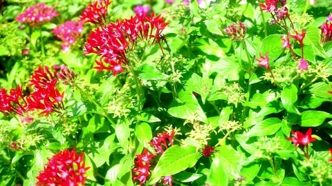 Red Flowers and Wind Stockbeeldmateriaal 79082273