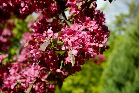 Red flowers of an apple tree. Blooming apple tree branch Stock Photos