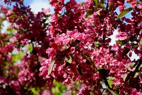 Red flowers of an apple tree. Blooming apple tree branch Foto stock