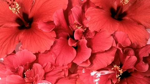 Red flowers. Background of blooming red hibiscus. Video stock 119085558