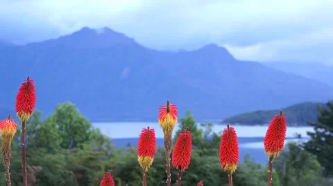 Red flowers on a background of mountains Video stock 45357462