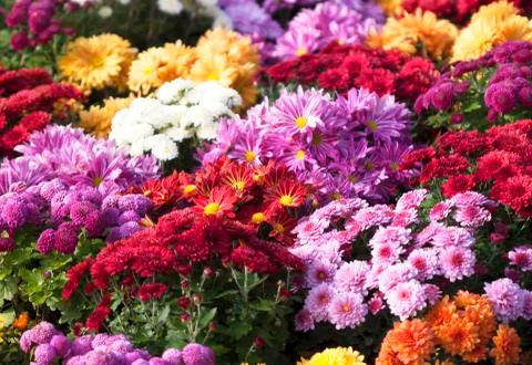 Red flowers background Stock Photos