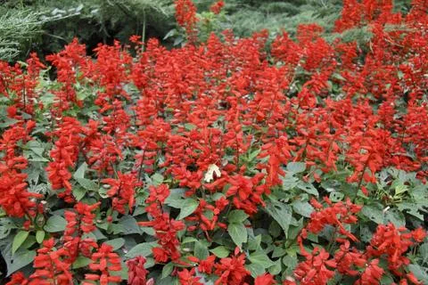 Red flowers background Stock Photos
