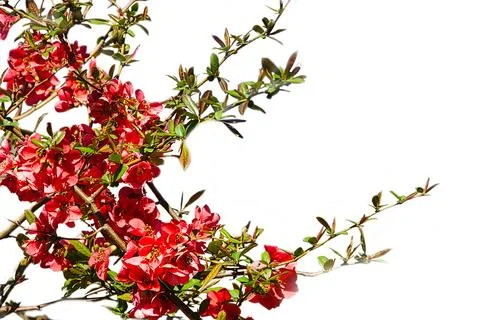 Red flowers with background Stock Photos