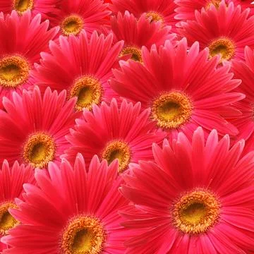 Red flowers background. square shape Foto stock