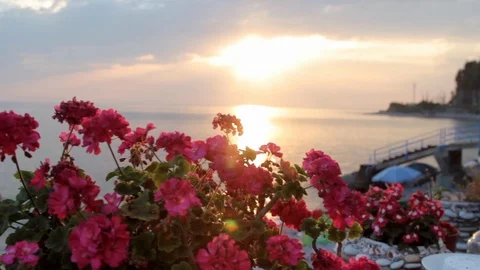 Red flowers on the background of sunset Stock Footage 108682206