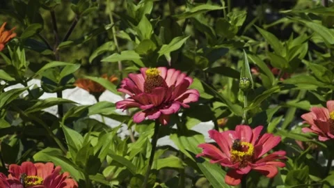 Red flowers in a balcony Stock Footage 144898539
