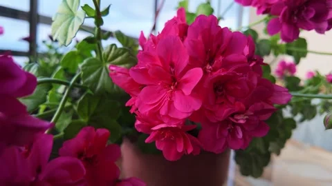 Red Flowers on Balcony in Slow Motion Breeze Stock Footage 335097602