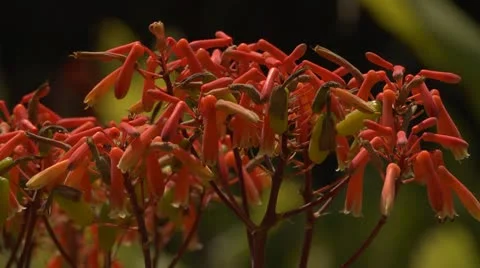 Red flowers - Bee enters and pollenates (Aloe maculata) Stock Footage 10900512
