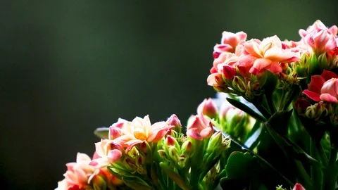 Red Flowers BG Stock Footage 88675535