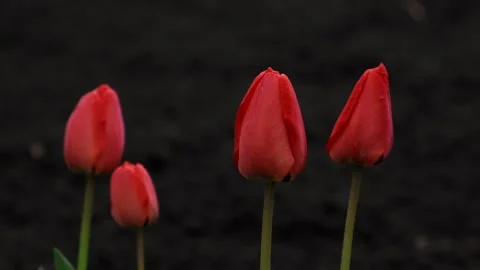 Red flowers on the black backdrop Video stock 239661911