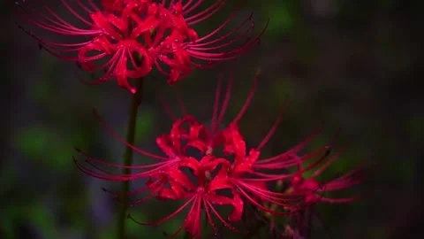 Red flowers in black background Stock Footage 314908405