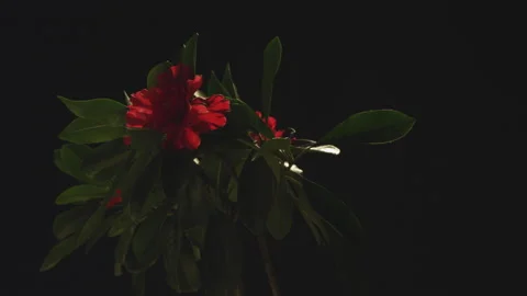 Red flowers on black Stock Footage 146406404